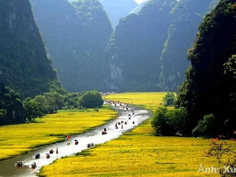 Tam Cốc – Mùa vàng vẫy gọi