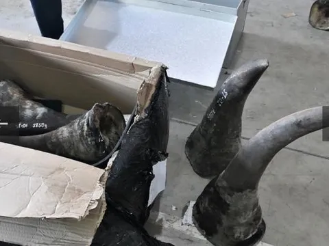 Triệt phá đường dây buôn lậu động vật hoang dã xuyên quốc gia