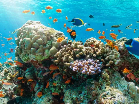 Người làm tour san hô ở Hòn Mun kêu khổ