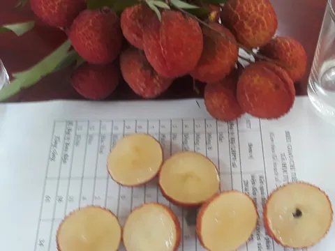 Sản xuất thành công vải thiều không hạt, quả to, mã đẹp, cùi dầy, có vị giòn ngọt đặc trưng