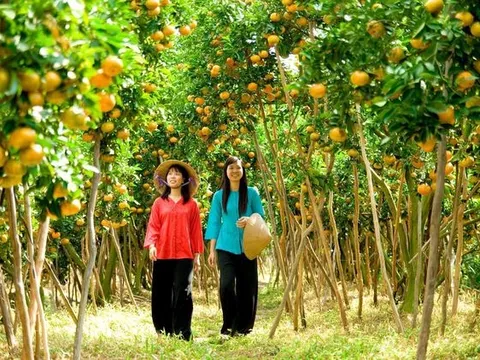 Du lịch nông nghiệp: 'Mỏ vàng' của du lịch Bến Tre