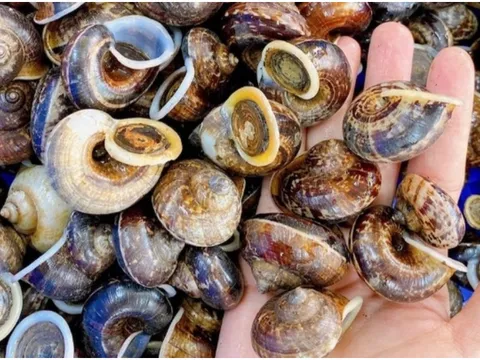 Lên rừng săn loại ốc đặc sản ở Mộc Châu