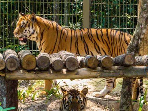 Thông tin trong nước không còn hổ sinh sống là sai sự thật