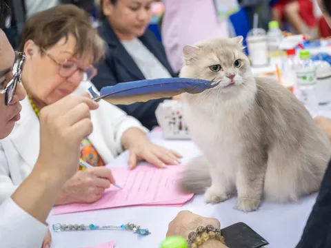 Mèo quý hiếm giá trăm triệu đọ dáng trong cuộc thi sắc đẹp ở Việt Nam