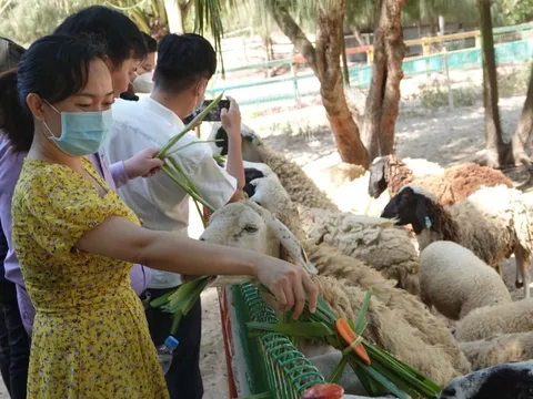 Bình Định xin đón khách quốc tế từ tháng 11