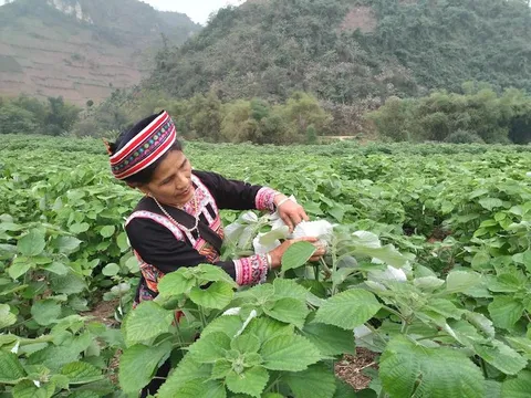 Cánh đồng gai xanh kỳ diệu của người phụ nữ Xa Phó