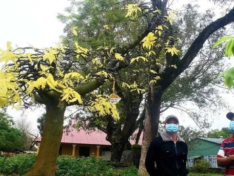 Mục sở thị cây mai đột biến quý, lạ ở Huế