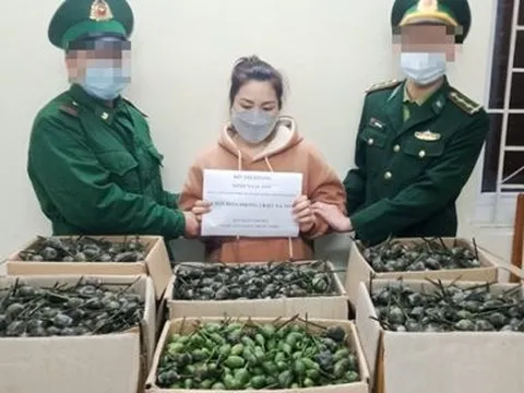 Thanh Hóa: Bắt "nữ quái" vận chuyển trái phép 40kg quả thuốc phiện