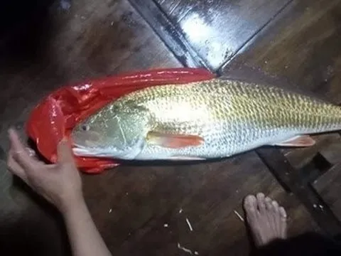 Xôn xao thông tin ngư dân Hà Tĩnh bắt được cá sủ vàng quý hiếm