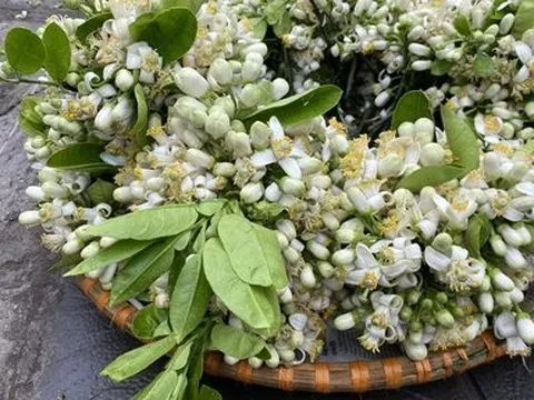 Hoa bưởi trắng ngần trên phố