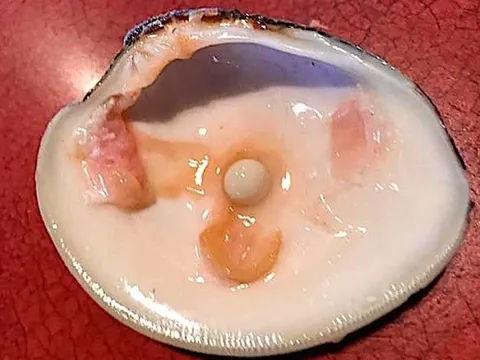 Cắn phải viên ngọc trai nghìn USD khi đi ăn nhà hàng