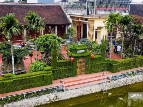 Hà Nội: Ngắm cổng rào “độc nhất vô nhị” bằng cây ô rô 30 năm tuổi