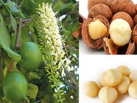 Phát triển Mắc ca thành ngành hàng sản xuất hiệu quả, bền vững