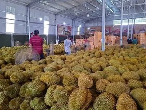 Cơ hội mới cho sầu riêng Đắk Lắk