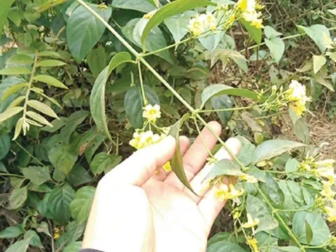 Hái nhầm lá ngón xào ăn, 1 người tử vong, 4 người nguy kịch