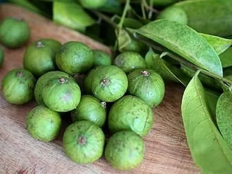 Những công dụng tuyệt vời của quả sấu