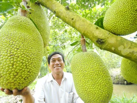 Đẩy nhanh triển khai cấp mã số vùng trồng cho sản phẩm nông nghiệp