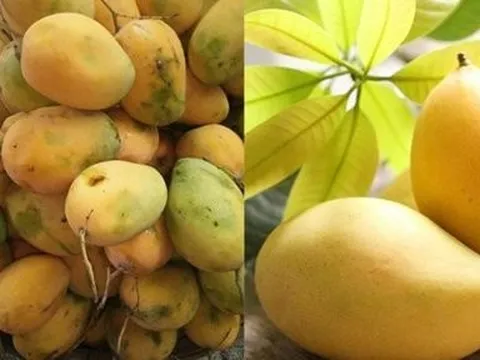 Xoài chín ép bằng hoá chất, nhìn cuống có đặc điểm này là biết ngay