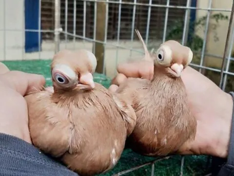 Loài chim quý hiếm có vẻ ngoài kỳ dị giống người ngoài hành tinh