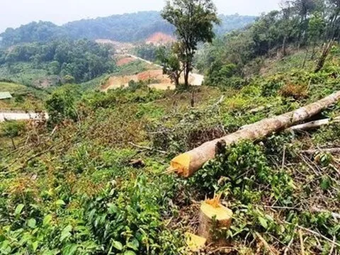 Lâm Đồng: Phát hiện thủ đoạn phá rừng tinh vi