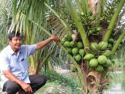 Lão nông tần tảo bắt đất trả vàng