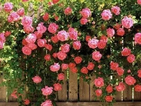 Em đã thấy mùa thu chưa?