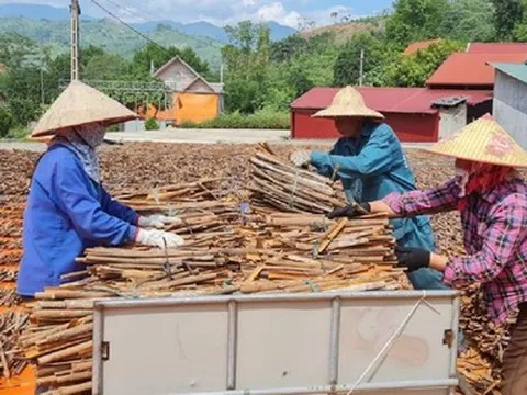 Gia tăng cơ hội xuất khẩu cho sản phẩm quế