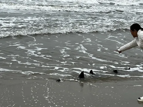 Sẽ khai quật hiện vật nghi tàu cổ ở bờ biển Hội An