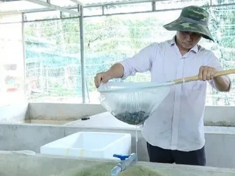 Anh nông dân đút túi 2 tỷ đồng/năm nhờ nuôi con “đặc sản” trong bể xi măng