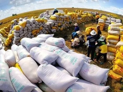 Giá gạo xuất khẩu của Việt Nam tăng trở lại và những tín hiệu vui