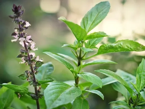 Những lợi ích tuyệt vời của cây húng quế không phải ai cũng biết
