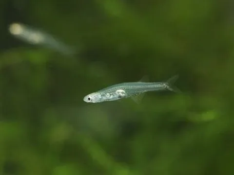 Loài cá “lạ” chỉ dài 1cm nhưng tạo ra âm thanh lớn như tiếng máy bay