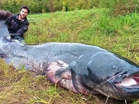 Nam thanh niên câu được con cá nheo khổng lồ dài 2,4 mét trên sông