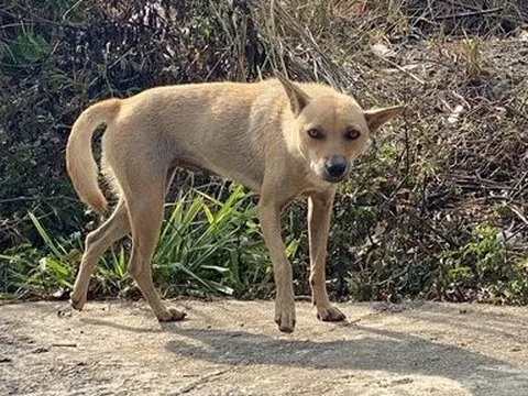 Đắk Lắk: Mỗi năm có khoảng 6.000 người bị chó, mèo cắn