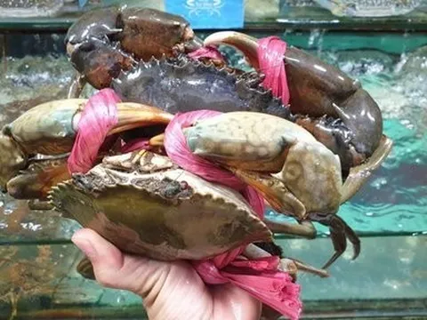 Xuất khẩu cua ghẹ sống của Việt Nam tăng đột phá trong 2 tháng đầu năm