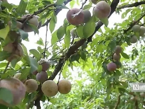 Mộc Châu - Thung lũng mận Nà Ka: Hội tụ vẻ đẹp mùa thu hoạch