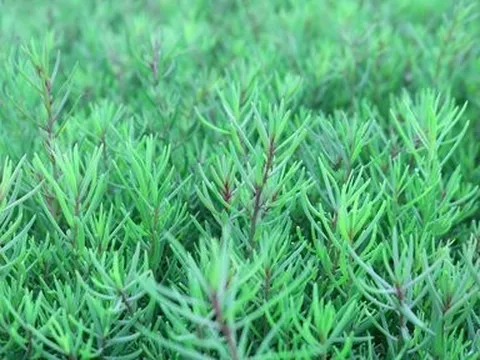 Loại rau dại xưa “cứu đói” nay thành đặc sản