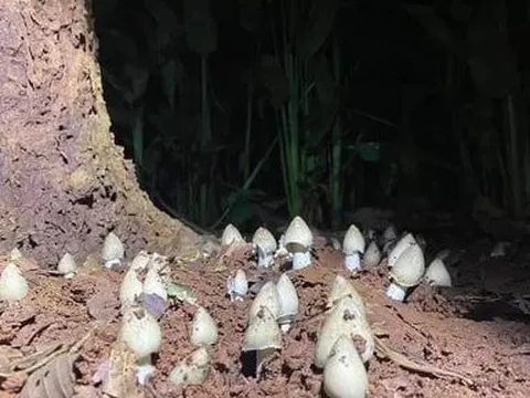 Đồng Nai: Săn “lộc trời”, nông dân kiếm tiền triệu mỗi ngày