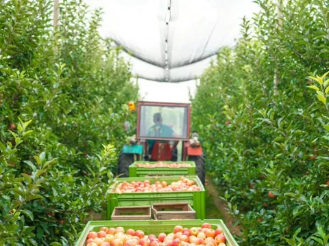 Cảnh báo lừa đảo đi Australia làm việc ngành nông nghiệp