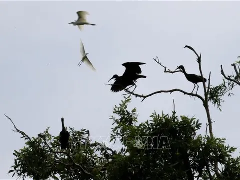 Mở rộng diện tích các hệ sinh thái được bảo vệ