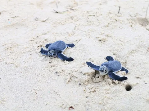 Nỗ lực thực hiện mục tiêu, giải pháp của khung đa dạng sinh học toàn cầu