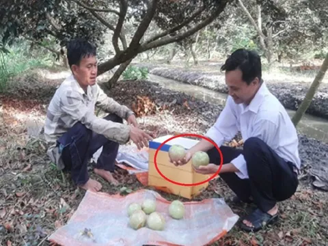 Anh nông dân đút túi 800 triệu đồng nhờ trồng cây “ngọt ngào như dòng sữa mẹ”