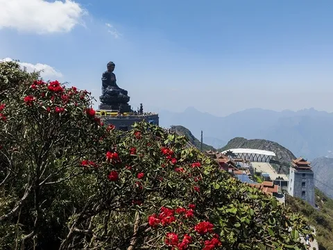 Chiêm ngưỡng vẻ đẹp mê mẩn của rừng hoa Đỗ quyên Fansipan