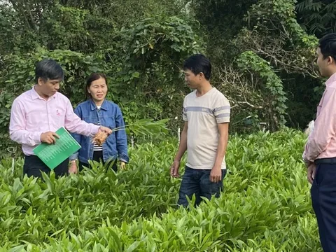 Đồng vốn nhân văn trên quê hương Ba Tơ anh hùng