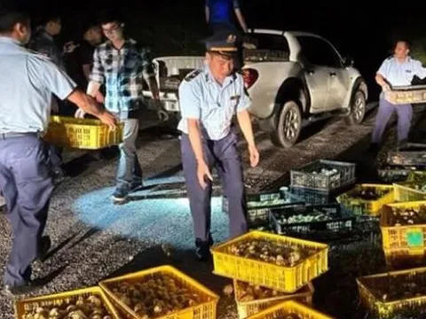 Xử lý nghiêm việc nhập lậu giống vật nuôi