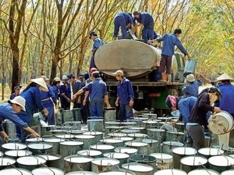 Tập đoàn Công nghiệp Cao su Việt Nam bầu bổ sung nhiều lãnh đạo