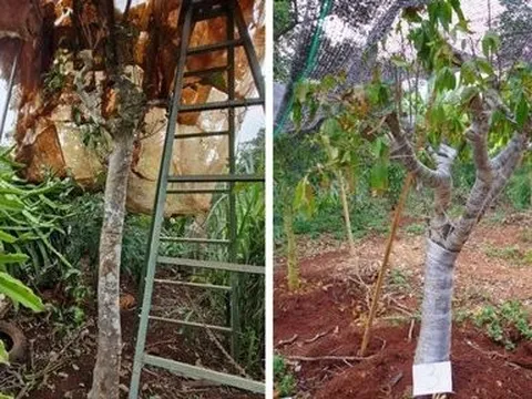 Triệt phá nhóm đối tượng trộm cắp cây cảnh tại Đắk Lắk