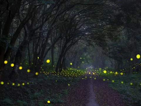 VÆ°á»n quá»c gia CÃºc PhÆ°Æ¡ng ra máº¯t tour ÄÃªm Äá»c ÄÃ¡o