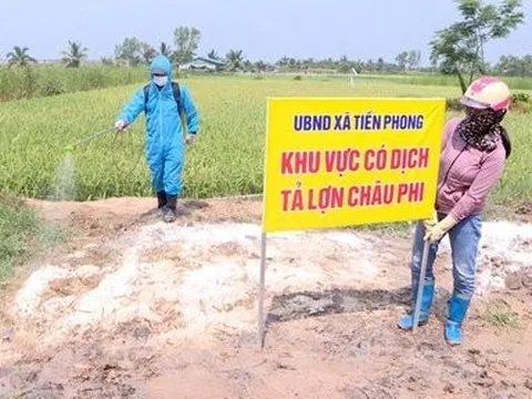 Quảng Ninh: Dịch tả lợn châu Phi lây lan tại 4 địa phương
