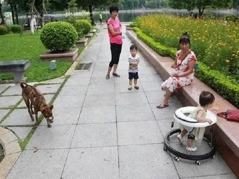 Thả rông chó, mèo trong chung cư bị phạt bao nhiêu?